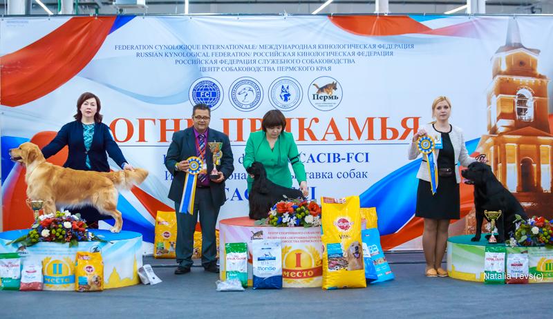 Хотти Тотти питомник лабрадоров Екатеринбург.