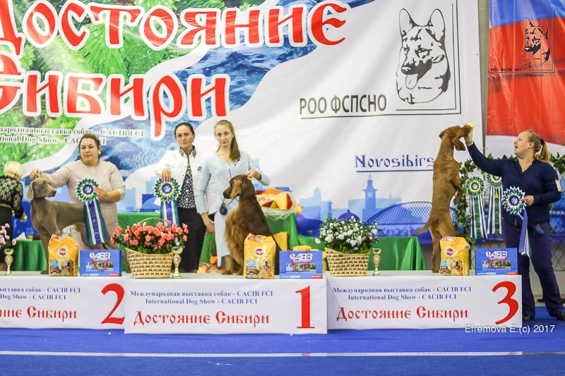 Тула рейтинговая выставка