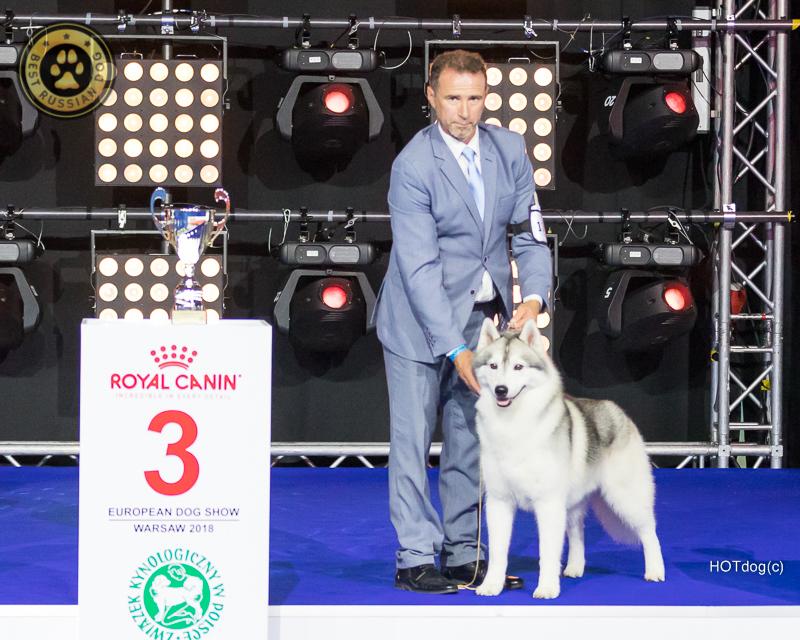 Шоу собак видео. Ведущий шоу про собак. Dog show я и моя собака. Бест рашен дог. Док шоу с собаками.