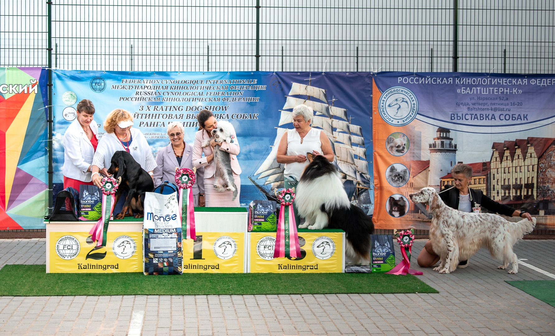 Выставка собак РКФ "Россия-2022. На выставке собак. Выставки в России 2022 Международная. Международный рейтинг собак.