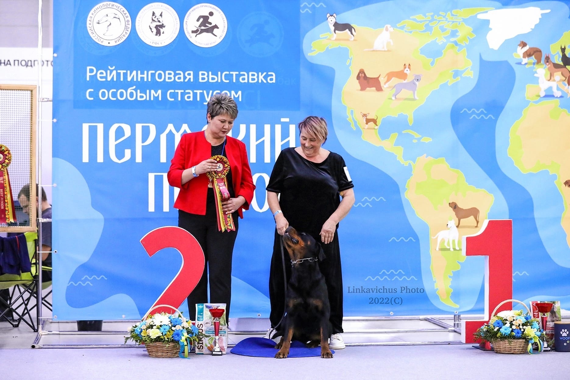 Собачьи выставки. Подготовка к выставке собак. На выставке собак. Щенки на выставке собак. Выставка собак в москве 2023.