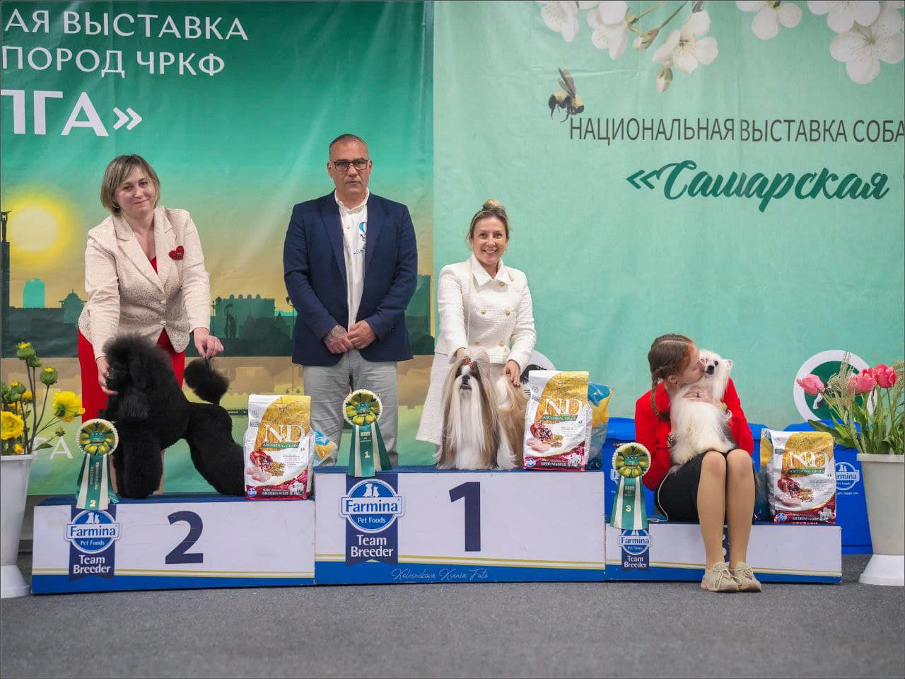 На выставке собак. Собачьи выставки. Хендлер для собак. Монопородная выставка пуделей.