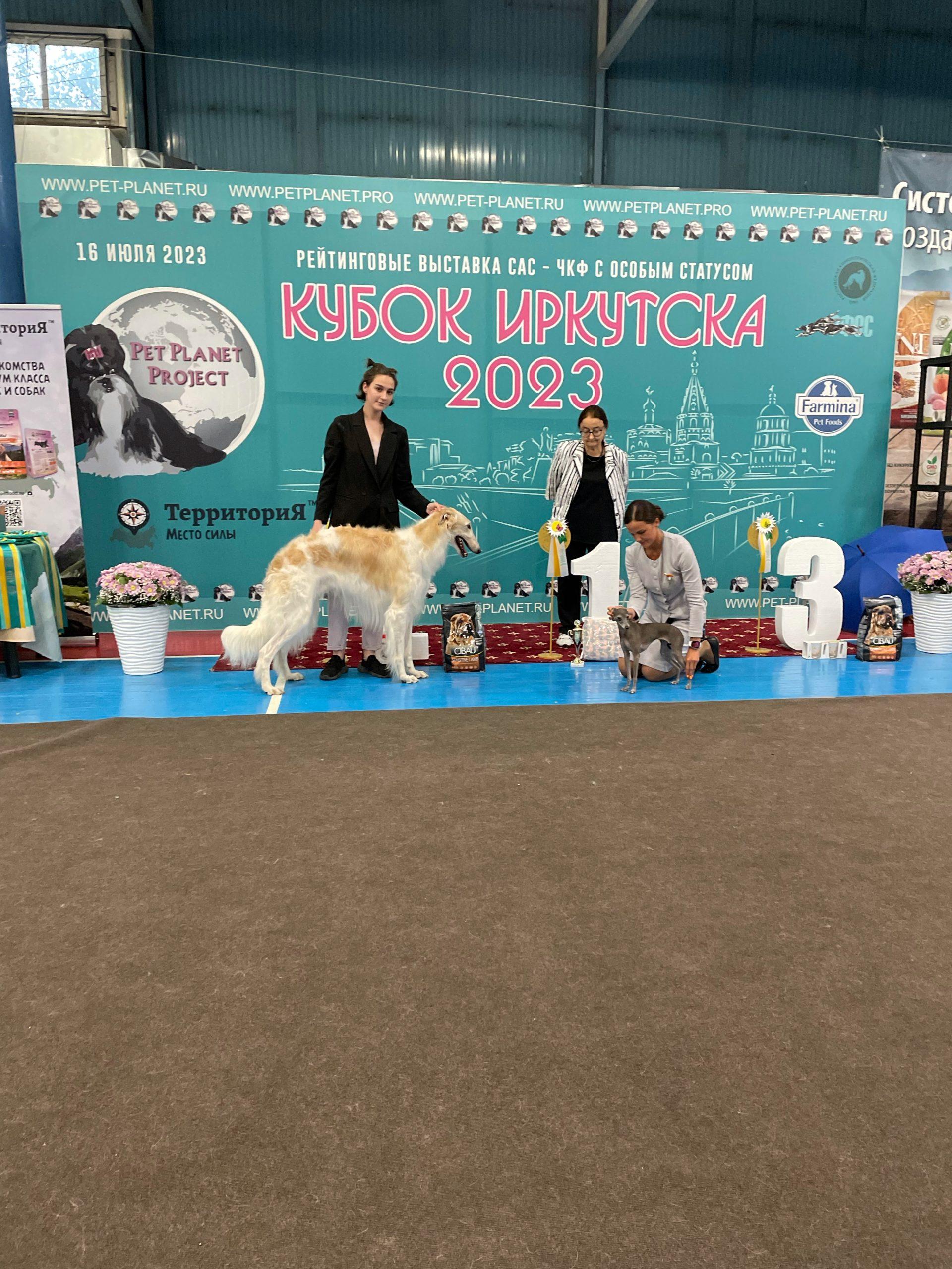 Хендлер. Выставка щенков. Собачьи выставки. Рейтинговая выставка собак нижний новгород. Эксперты ркф.