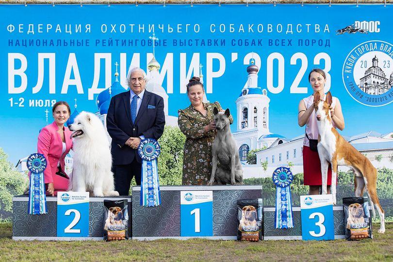 Рейтинговая выставка собак нижний новгород. Хендлер для собак. Рейтинговая выставка собак нижний новгород. Рейтинговая выставка собак нижний новгород. Рейтинговая выставка собак нижний новгород.